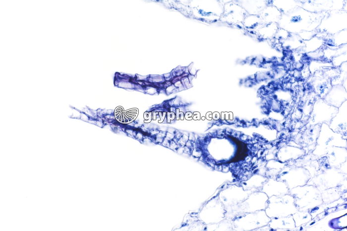 Hépatique (Marchantia) - archégone sur chapeau femelle x25 - gryphea.com